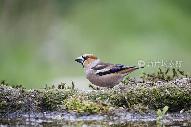 山雀（Coccothraustes coccothraustes）